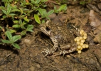 Ropuška starostlivá (Alytes obstetricans)