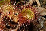 Rosička okrúhlolistá (Drosera rotundifolia)