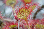 Rosnatka okrouhlolistá (Drosera rotundifolia)