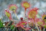 Rosnatka okrouhlolistá (Drosera rotundifolia)