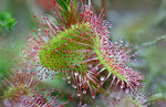 Rosnatka okrouhlolistá (Drosera rotundifolia)