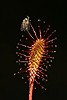 Rosnatka prostřední (Drosera intermedia)