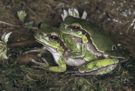 Rosnička levantská (Hyla savignyi)