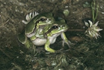 Rosnička levantská (Hyla savignyi)