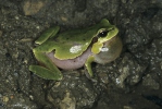 Rosnička levantská (Hyla savignyi)