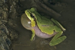 Rosnička levantská (Hyla savignyi)