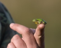 Rosnička zelená (Hyla arborea)