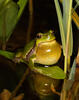 Rosnička zelená (Hyla arborea)