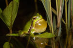 Rosnička zelená (Hyla arborea)