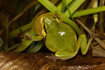 Rosnička zelená (Hyla arborea)