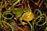 Rosnička zelená (Hyla arborea)