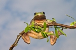 Rosnička zelená (Hyla arborea)