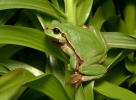 Rosnička zelená (Hyla arborea)