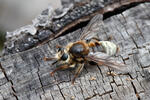 Roupec (Laphria gibbosa)