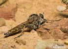 Roupec (Asilidae sp.)