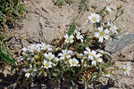 Rožec rolní (Cerastium arvense)