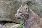 Rys kanadský (Lynx canadensis)