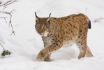 Rys ostrovid (Lynx lynx)