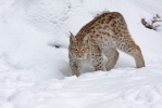 Rys ostrovid (Lynx lynx)