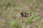 Sága (Saga natoliae)