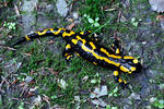 Salamandra škvrnitá