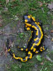 Salamandra škvrnitá