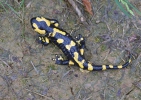 Salamandra škvrnitá