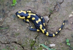 Salamandra škvrnitá (Salamandra salamandra)