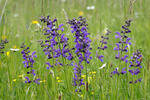 Šalvěj luční (Salvia pratensis)
