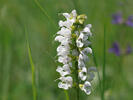 Šalvěj luční (Salvia pratensis)