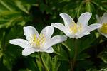 Sasanka hajní (Anemone nemorosa)