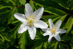 Sasanka hajní (Anemone nemorosa)