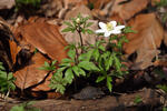 Sasanka hajní (Anemone nemorosa)