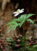 Sasanka hajní (Anemone nemorosa)