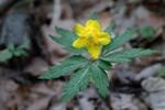 Sasanka pryskyřníkovitá (Anemone ranunculoides)