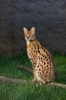 Serval