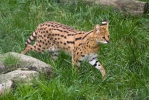 Serval (Leptailurus serval)