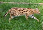 Serval (Leptailurus serval)