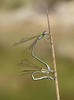 Šídlatka zelená (Lestes virens)