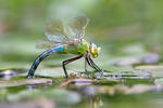 Šídlo královské (Anax imperator)