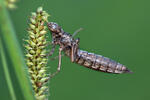 Šídlo modré (Aeshna cyanea)