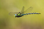 Šidlo modré (Aeshna cyanea)