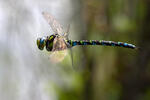 Šídlo modré (Aeshna cyanea)