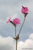 Silenka červená (Silene dioica)