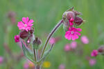 Silenka dvoudomá (Silene dioica)