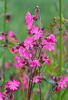 Silenka dvoudomá (Silene dioica)