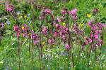 Silenka dvoudomá (Silene dioica)