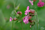 Silenka dvoudomá (Silene dioica)