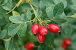 Šípky (Rosa canina)