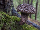 Šiškovec černý (Strobilomyces strobilaceus)